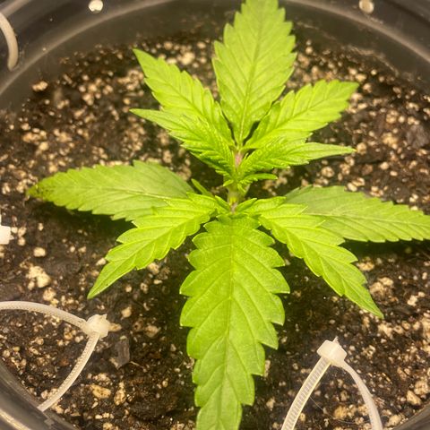 Banana Purple Punch Auto growlog photo: Recharge