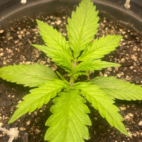 Banana Purple Punch Auto growlog photo: Recharge
