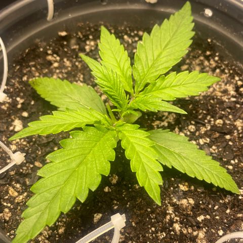 Banana Purple Punch Auto growlog photo: Recharge