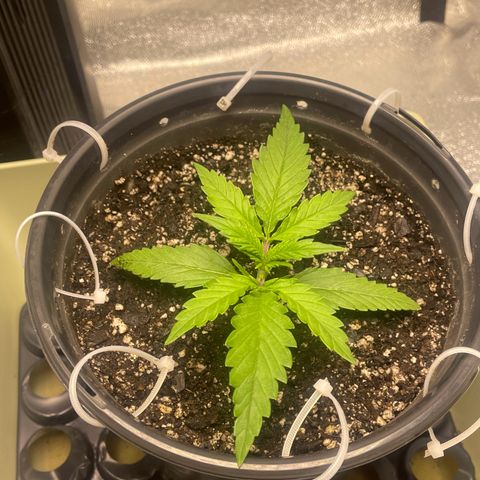 Banana Purple Punch Auto growlog photo: Recharge