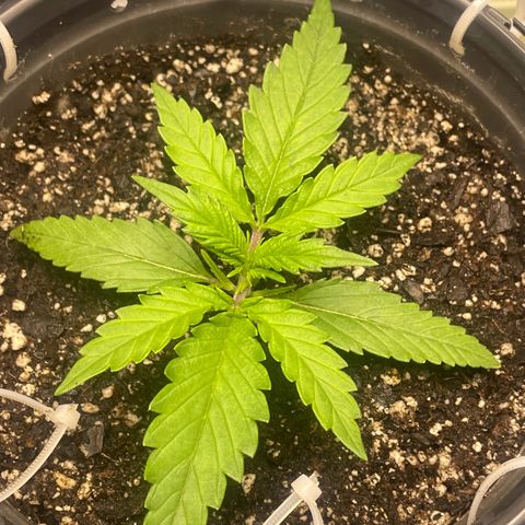 Banana Purple Punch Auto growlog photo: Recharge