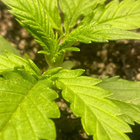 Banana Purple Punch Auto growlog photo: Recharge