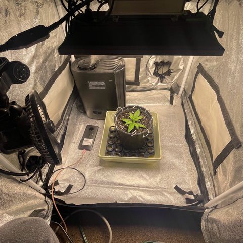 Banana Purple Punch Auto growlog photo: Recharge