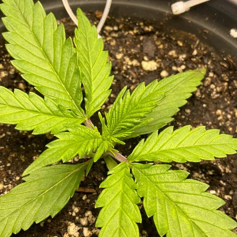 Banana Purple Punch Auto growlog timeline photo