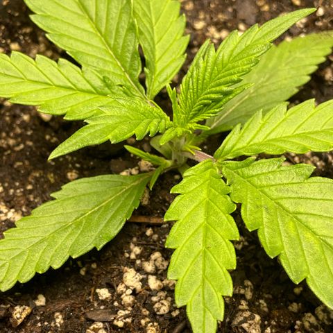 Banana Purple Punch Auto growlog timeline photo