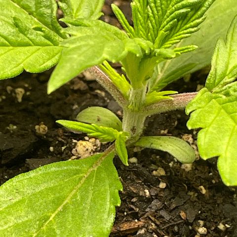 Banana Purple Punch Auto growlog timeline photo