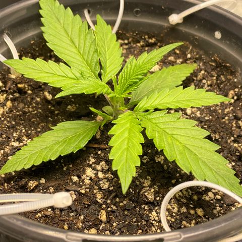 Banana Purple Punch Auto growlog timeline photo