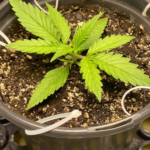 Banana Purple Punch Auto growlog timeline photo
