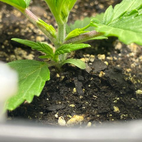 Banana Purple Punch Auto growlog timeline photo