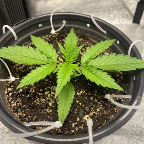 Banana Purple Punch Auto growlog timeline photo