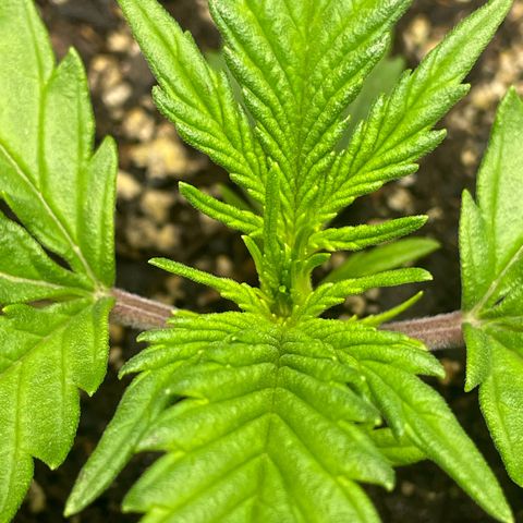 Banana Purple Punch Auto growlog timeline photo