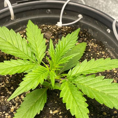 Banana Purple Punch Auto growlog timeline photo