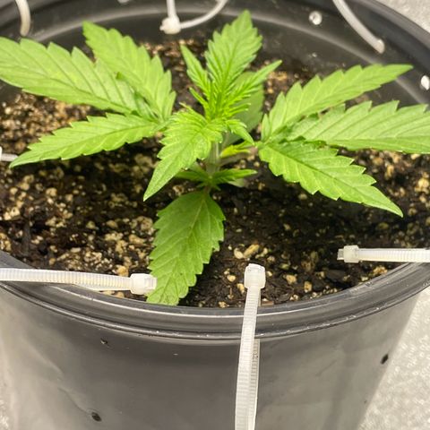 Banana Purple Punch Auto growlog timeline photo