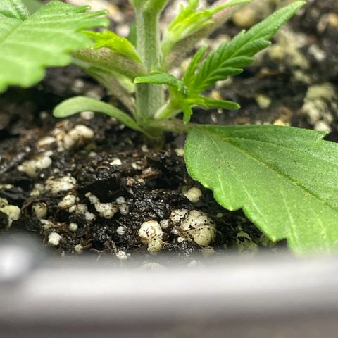 Banana Purple Punch Auto growlog timeline photo