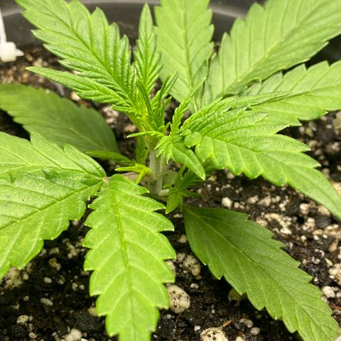 Banana Purple Punch Auto growlog timeline photo