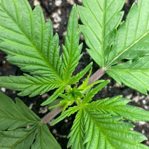 Banana Purple Punch Auto growlog timeline photo