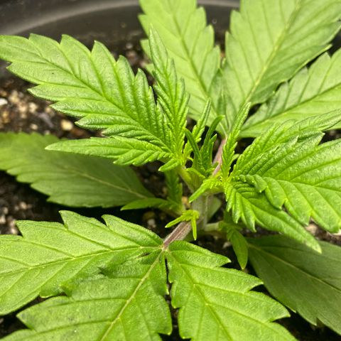 Banana Purple Punch Auto growlog timeline photo