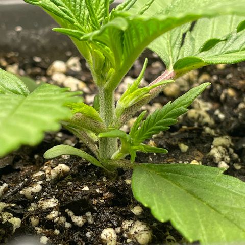 Banana Purple Punch Auto growlog timeline photo