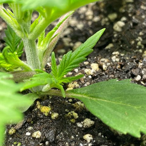 Banana Purple Punch Auto growlog photo: Nutes Humboldt A/B 5/9ml 