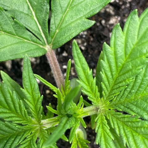 Banana Purple Punch Auto growlog photo: Nutes Humboldt A/B 5/9ml 