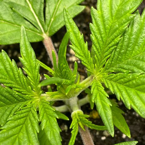 Banana Purple Punch Auto growlog photo: Nutes Humboldt A/B 5/9ml 