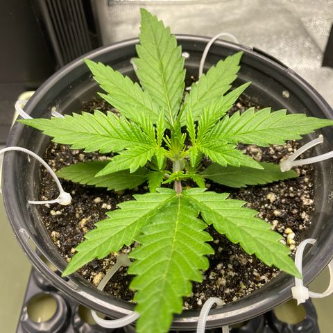 Banana Purple Punch Auto growlog photo: Nutes Humboldt A/B 5/9ml 