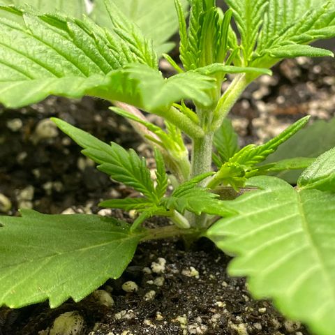 Banana Purple Punch Auto growlog photo: Nutes Humboldt A/B 5/9ml 