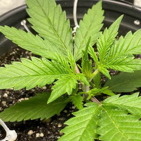 Banana Purple Punch Auto growlog photo: Nutes Humboldt A/B 5/9ml 