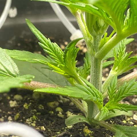 Banana Purple Punch Auto growlog timeline photo