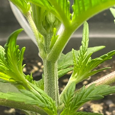Banana Purple Punch Auto growlog timeline photo