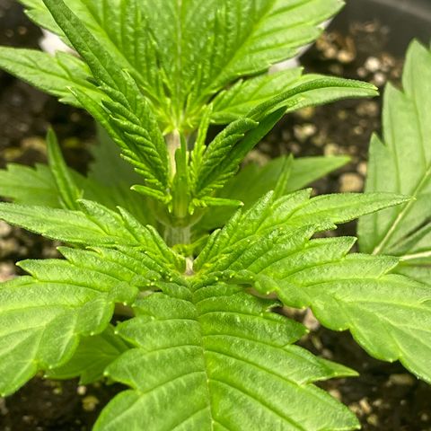 Banana Purple Punch Auto growlog timeline photo