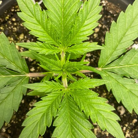 Banana Purple Punch Auto growlog timeline photo