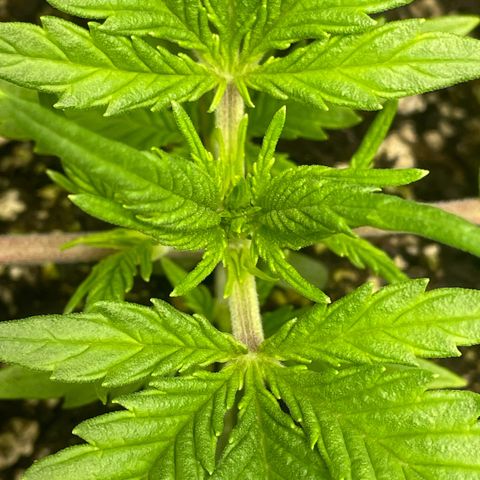 Banana Purple Punch Auto growlog timeline photo