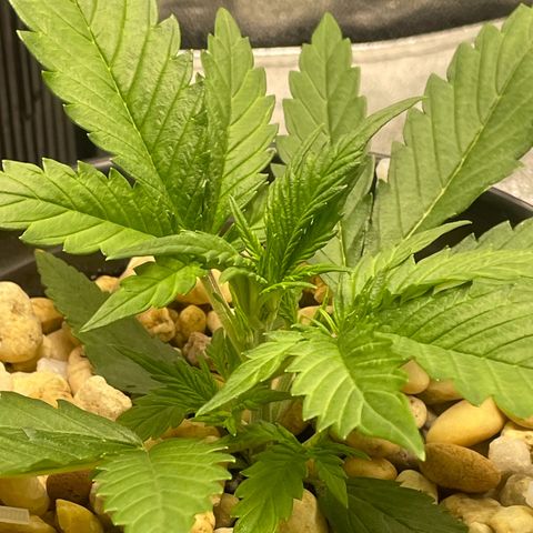 Banana Purple Punch Auto growlog photo: Watered