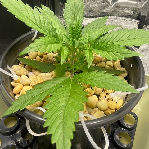 Banana Purple Punch Auto growlog photo: Watered
