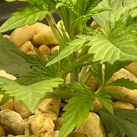 Banana Purple Punch Auto growlog photo: Watered