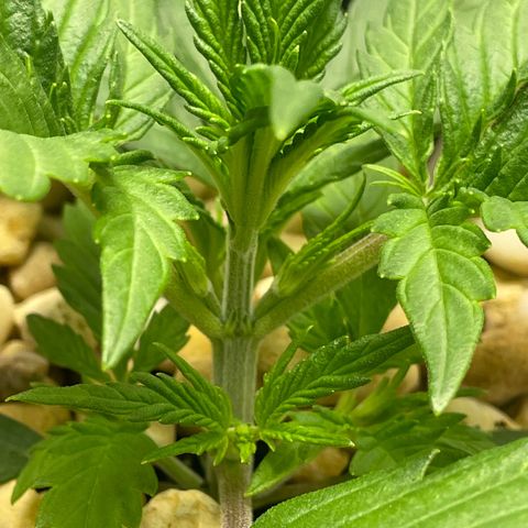 Banana Purple Punch Auto growlog photo: Watered