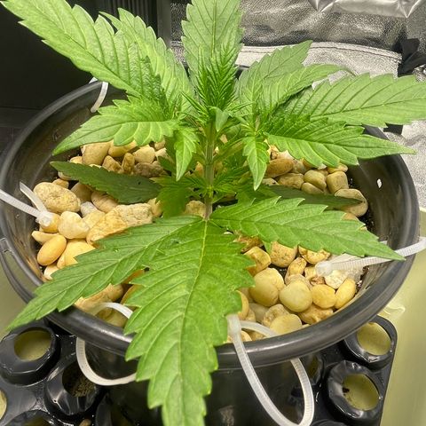 Banana Purple Punch Auto growlog photo: Humboldt secret A/B 5/9ml