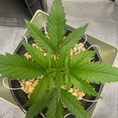 Banana Purple Punch Auto growlog photo: Humboldt secret A/B 5/9ml