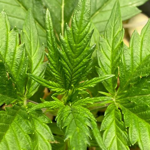 Banana Purple Punch Auto growlog photo: Humboldt secret A/B 5/9ml