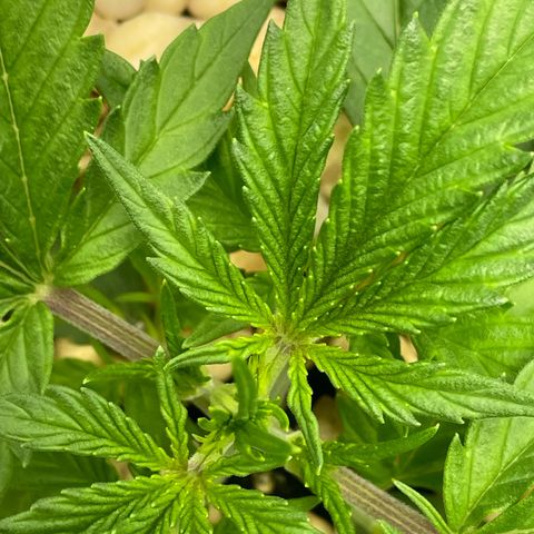 Banana Purple Punch Auto growlog timeline photo