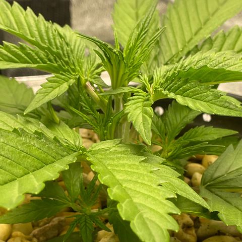 Banana Purple Punch Auto growlog timeline photo
