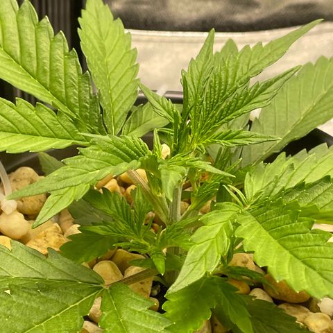 Banana Purple Punch Auto growlog timeline photo
