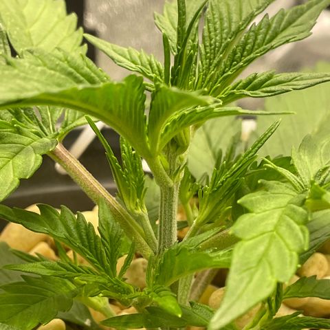 Banana Purple Punch Auto growlog timeline photo