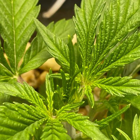 Banana Purple Punch Auto growlog timeline photo
