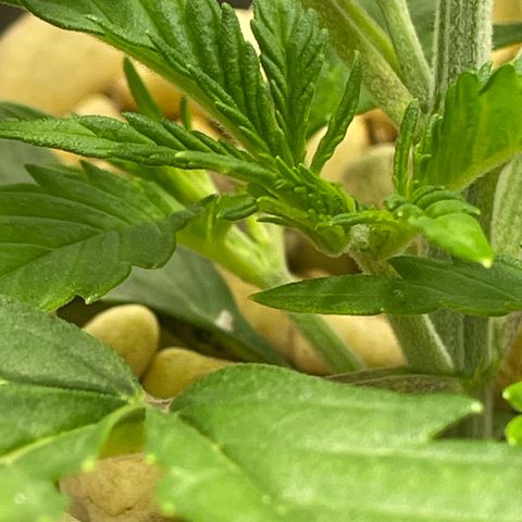 Banana Purple Punch Auto growlog timeline photo