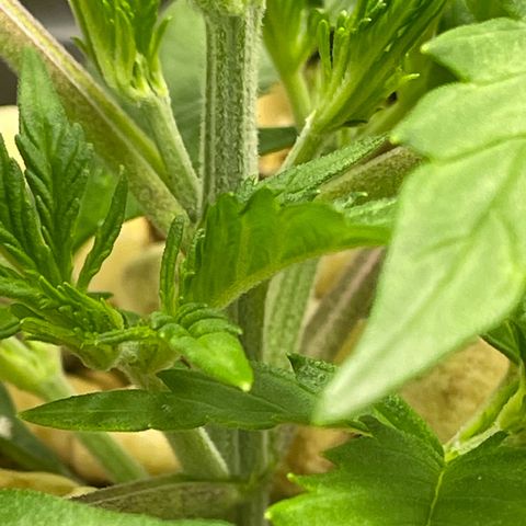 Banana Purple Punch Auto growlog timeline photo