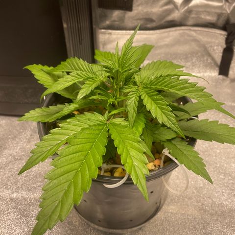 Banana Purple Punch Auto growlog photo: Molasses water and spray 