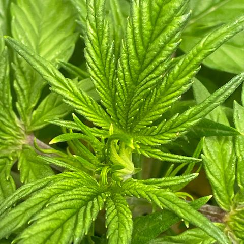 Banana Purple Punch Auto growlog photo: Molasses water and spray 