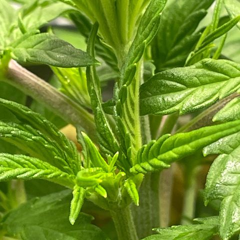 Banana Purple Punch Auto growlog photo: Molasses water and spray 